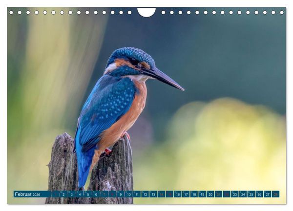 Produktbild: Unsere Vogelvielfalt: Ein Schatz zum Entdecken und Sch&uuml;tzen (Wandkalender 2026 DIN A4 quer), CALVENDO Monatskalender
