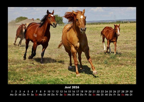 Produktbild: Die Welt der Pferde 2026 Fotokalender DIN A3