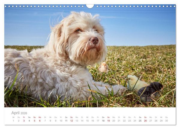 Produktbild: Havaneser - Herz aus Gold (Wandkalender 2026 DIN A3 quer), CALVENDO Monatskalender