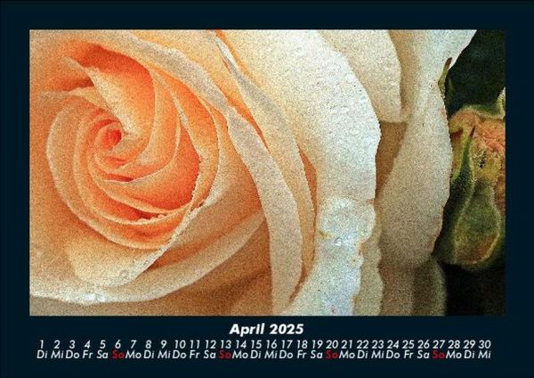 Produktbild: Rosen-Kalender 2025 Fotokalender DIN A5
