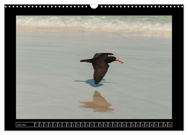 Produktbild: V&ouml;gel von "Down Under" Australien (Wandkalender 2026 DIN A3 quer), CALVENDO Monatskalender