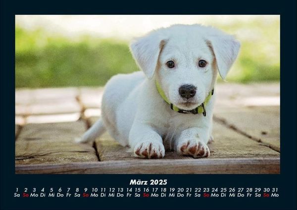 Produktbild: Welpen 2025 Fotokalender DIN A4