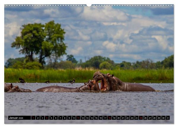 Produktbild: Afrikas wilde Tiere (Wandkalender 2026 DIN A2 quer), CALVENDO Monatskalender
