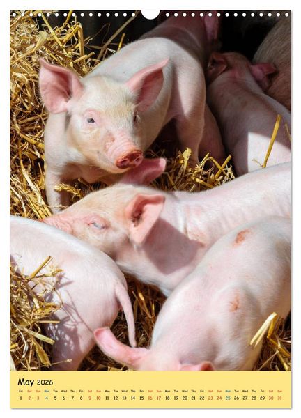 Produktbild: Just Pigs (Wall Calendar 2026 DIN A3 portrait), CALVENDO 12 Month Wall Calendar