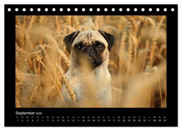 Produktbild: Der Feldfurchen-Mops (Tischkalender 2026 DIN A5 quer), CALVENDO Monatskalender