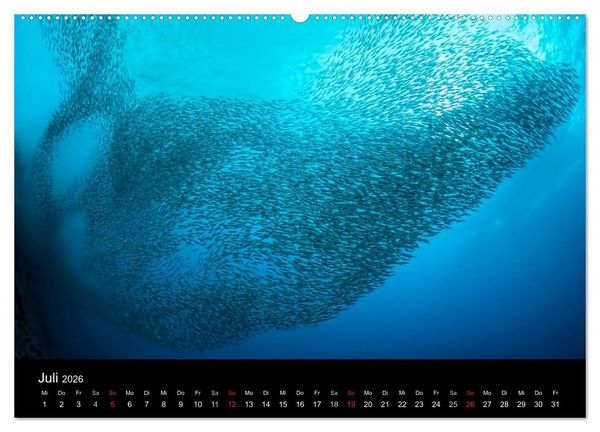 Produktbild: Fischschw&auml;rme (Wandkalender 2026 DIN A2 quer), CALVENDO Monatskalender