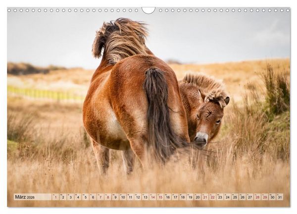 Produktbild: Wildperde - die Magie der Natur (Wandkalender 2026 DIN A3 quer), CALVENDO Monatskalender
