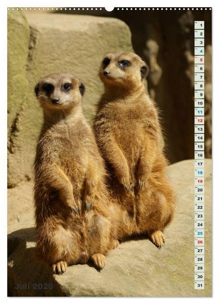 Produktbild: Erdm&auml;nnchen-Meerkats-Surikate (hochwertiger Premium Wandkalender 2026 DIN A2 hoch), Kunstdruck in Hochglanz