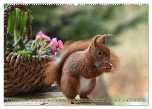 Produktbild: Eichh&ouml;rnchen-Spa&szlig; (hochwertiger Premium Wandkalender 2027 DIN A2 quer), Kunstdruck in Hochglanz