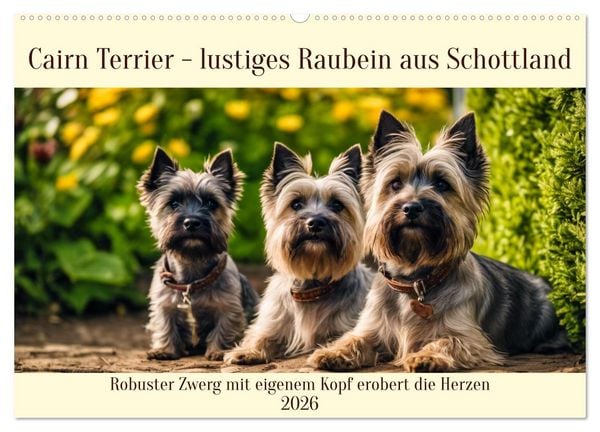 Produktbild: Cairn Terrier - lustiges Raubein aus Schottland (Wandkalender 2026 DIN A2 quer), CALVENDO Monatskalender