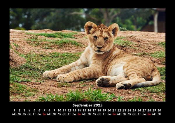 Produktbild: L&ouml;wen in der Wildnis 2025 Fotokalender DIN A3