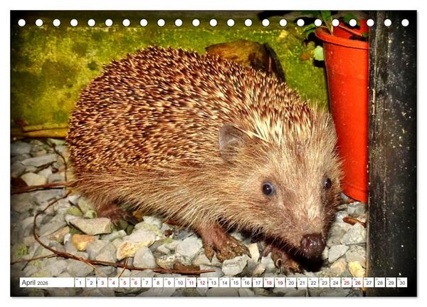 Produktbild: Mein Haus-Igel (Tischkalender 2026 DIN A5 quer), CALVENDO Monatskalender