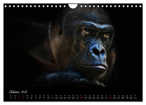 Produktbild: Gorilla (Wandkalender 2026 DIN A4 quer), CALVENDO Monatskalender