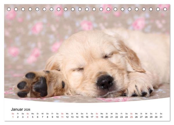 Produktbild: S&uuml;&szlig;e Tr&auml;ume 2026 - schlafende Hundewelpen (Tischkalender 2026 DIN A5 quer), CALVENDO Monatskalender