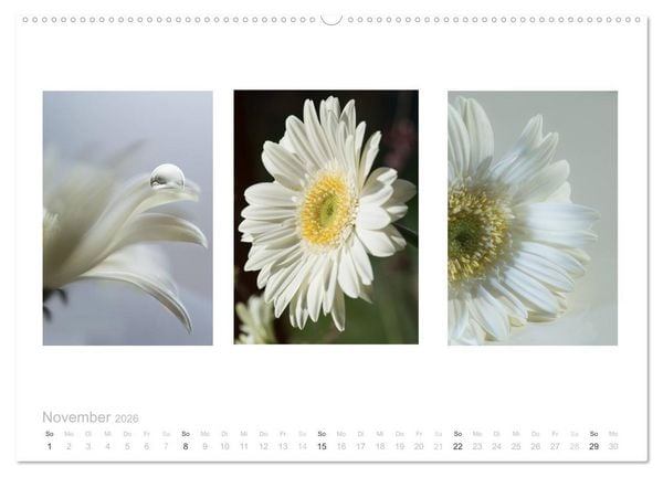 Produktbild: Blumen Trilogien (Wandkalender 2026 DIN A2 quer), CALVENDO Monatskalender