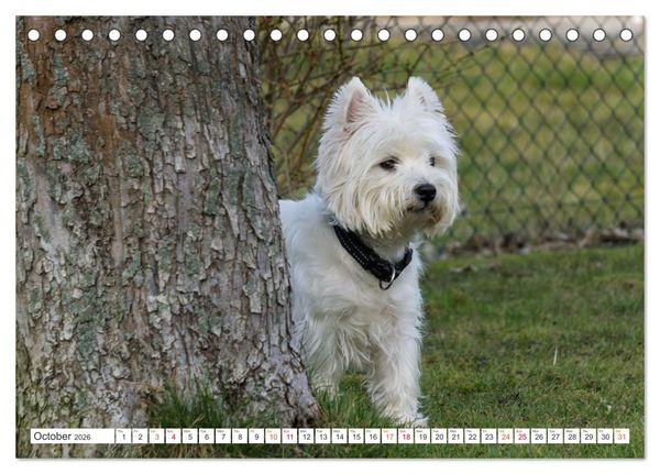 Produktbild: West Highland White Terrier - Your charming companion (Desk Calendar 2026 DIN A5 landscape), CALVENDO 12 Month DeskCalendar