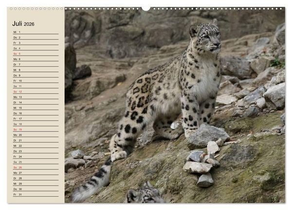 Produktbild: Schneeleoparden. Geschmeidige Gebirgsj&auml;ger (Wandkalender 2026 DIN A2 quer), CALVENDO Monatskalender