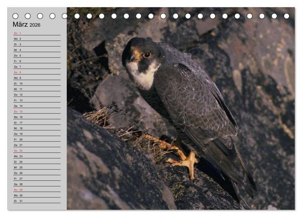 Produktbild: Falken und Greifv&ouml;gel - Edle J&auml;ger (Tischkalender 2026 DIN A5 quer), CALVENDO Monatskalender