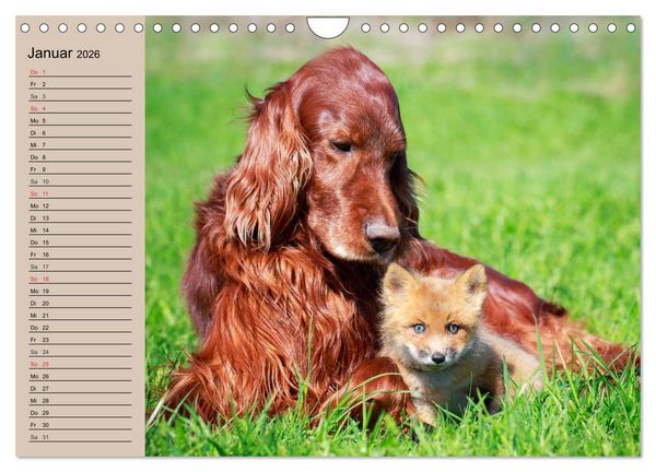 Produktbild: Der Fuchs. Bezaubernder Geselle (Wandkalender 2026 DIN A4 quer), CALVENDO Monatskalender