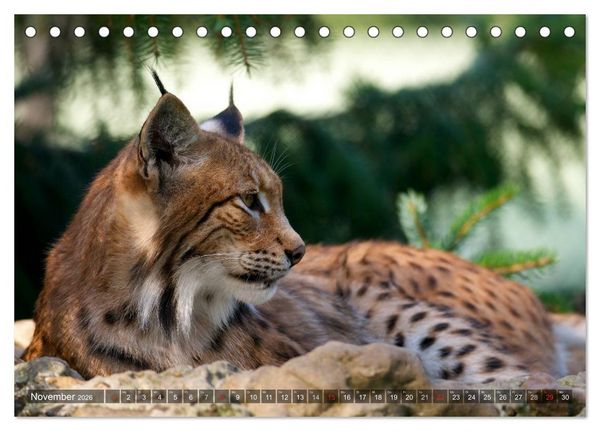 Produktbild: Der Luchs - Dem Pinselohr auf der Spur (Tischkalender 2026 DIN A5 quer), CALVENDO Monatskalender