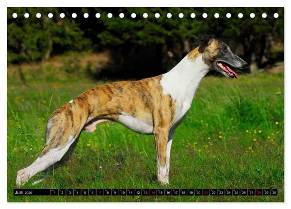 Produktbild: Schnell wie der Wind - Whippet (Tischkalender 2026 DIN A5 quer), CALVENDO Monatskalender