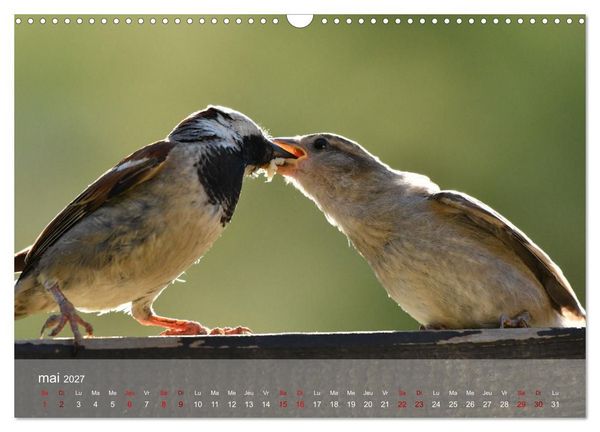 Produktbild: Oiseaux, Papillons et Libellules (Calendrier mural 2027 DIN A3 vertical), CALVENDO calendrier mensuel