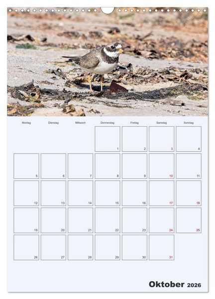 Produktbild: Wildes Leben auf Helgoland (Wandkalender 2026 DIN A3 hoch), CALVENDO Monatskalender