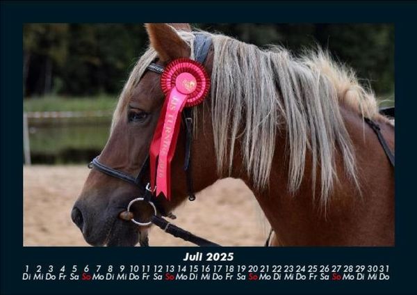 Produktbild: Pferde Kalender 2025 Fotokalender DIN A5