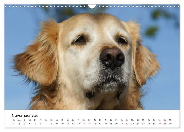 Produktbild: Golden Retriever Power (Wandkalender 2026 DIN A3 quer), CALVENDO Monatskalender