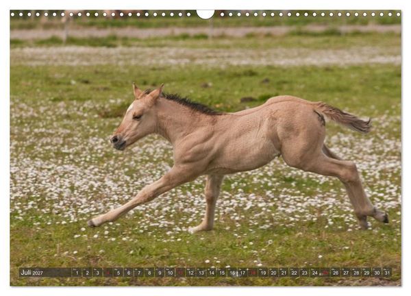 Produktbild: Fohlen - Lustige Pferdekinder (Wandkalender 2027 DIN A3 quer), CALVENDO Monatskalender