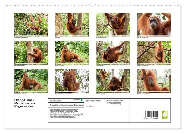 Produktbild: Orang-Utans - Menschen des Regenwaldes (hochwertiger Premium Wandkalender 2027 DIN A2 quer), Kunstdruck in Hochglanz