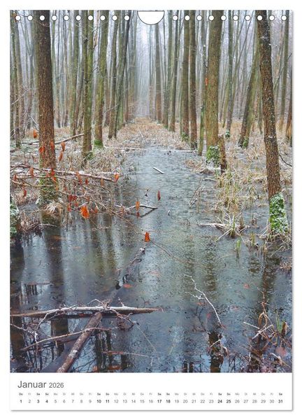 Produktbild: Wald - bezaubernde Landschaften (Wandkalender 2026 DIN A4 hoch), CALVENDO Monatskalender