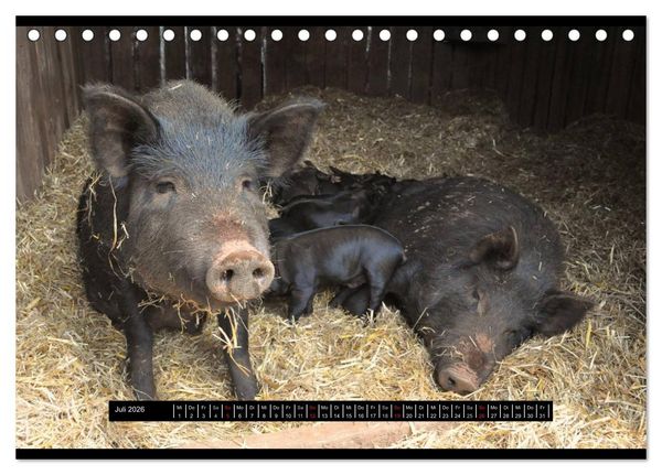 Produktbild: Schweinereien (Tischkalender 2026 DIN A5 quer), CALVENDO Monatskalender