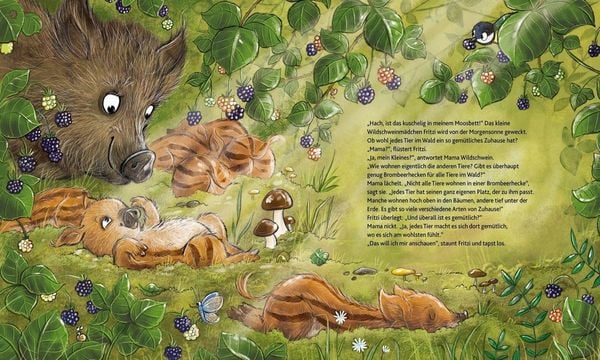 Produktbild: Wie wohnen die Waldtiere?