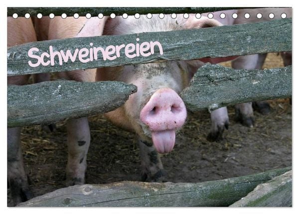 Schweinereien (Tischkalender 2026 DIN A5 quer), CALVENDO Monatskalender
