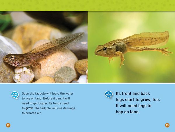 Produktbild: Tadpole to Frog (National Geographic Kids Readers, Level 1/Co-Reader)