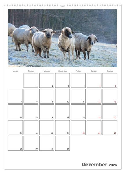 Produktbild: Schafe - 12 Monate in der Herde (hochwertiger Premium Wandkalender 2026 DIN A2 hoch), Kunstdruck in Hochglanz