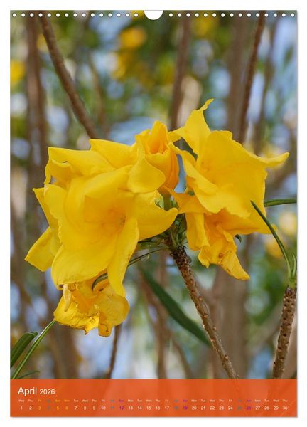Produktbild: Mexican Garden Flowers - Aguascalientes (Wall Calendar 2026 DIN A3 portrait), CALVENDO 12 Month Wall Calendar