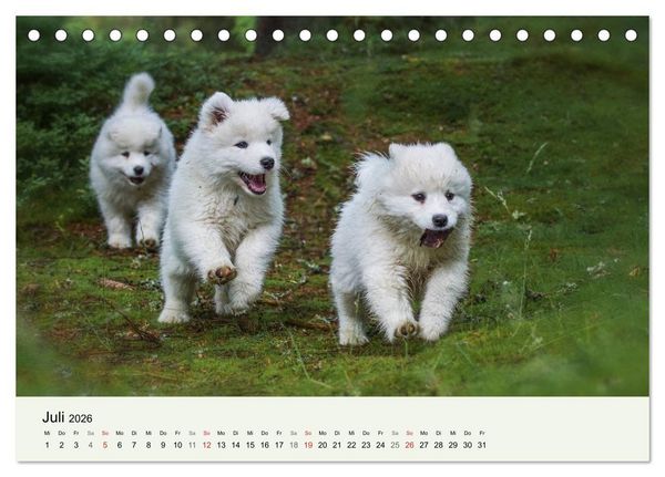 Produktbild: Kleine Samojeden - Eisb&auml;rchen Abenteuer im M&auml;rchenwald (Tischkalender 2026 DIN A5 quer), CALVENDO Monatskalender