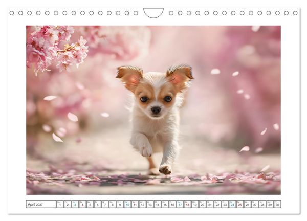 Produktbild: Chihuahua Gl&uuml;cksmomente (Wandkalender 2027 DIN A4 quer), CALVENDO Monatskalender