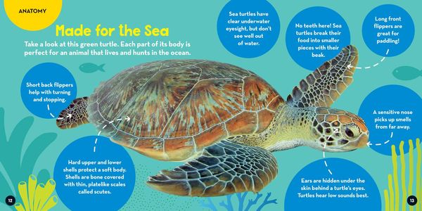 Produktbild: Go Wild! Sea Turtles