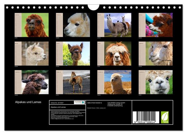Produktbild: Alpakas und Lamas (Wandkalender 2026 DIN A4 quer), CALVENDO Monatskalender