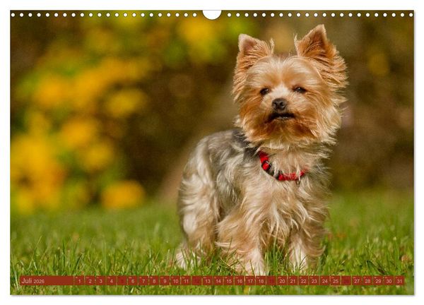 Produktbild: Faszination Hund (Wandkalender 2026 DIN A3 quer), CALVENDO Monatskalender