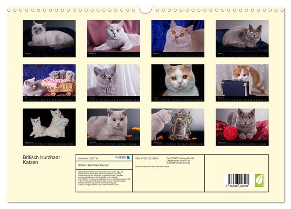 Produktbild: Britisch Kurzhaar Katzen (Wandkalender 2026 DIN A3 quer), CALVENDO Monatskalender