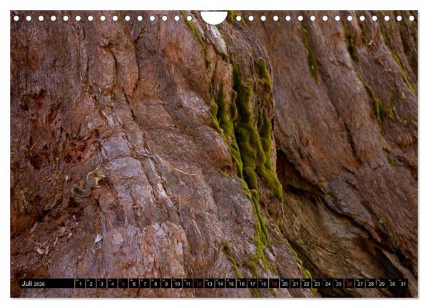 Produktbild: Yosemite - USA (Wandkalender 2026 DIN A4 quer), CALVENDO Monatskalender