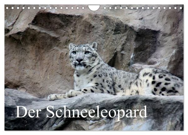 Produktbild: Der Schneeleopard (Wandkalender 2026 DIN A4 quer), CALVENDO Monatskalender