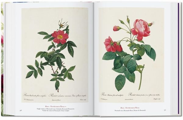 Pierre-Joseph Redouté. The Book of Flowers