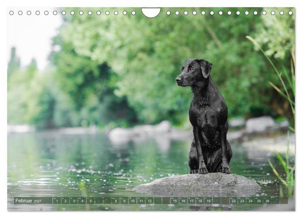 Produktbild: Labradore im Wasser (Wandkalender 2027 DIN A4 quer), CALVENDO Monatskalender
