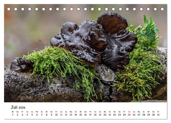 Produktbild: Pilzgalerie - Die bunte Welt der Baumpilze (Tischkalender 2026 DIN A5 quer), CALVENDO Monatskalender