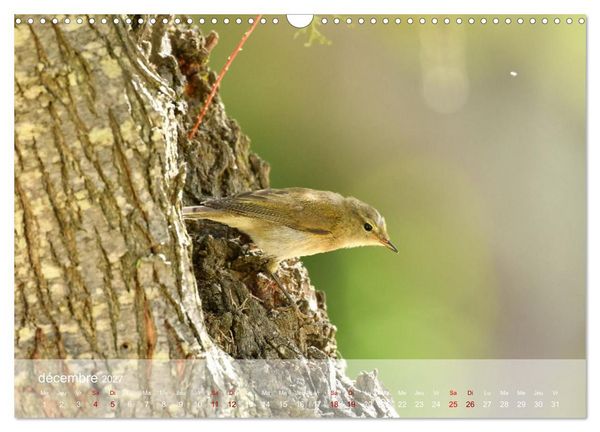 Produktbild: Oiseaux, Papillons et Libellules (Calendrier mural 2027 DIN A3 vertical), CALVENDO calendrier mensuel